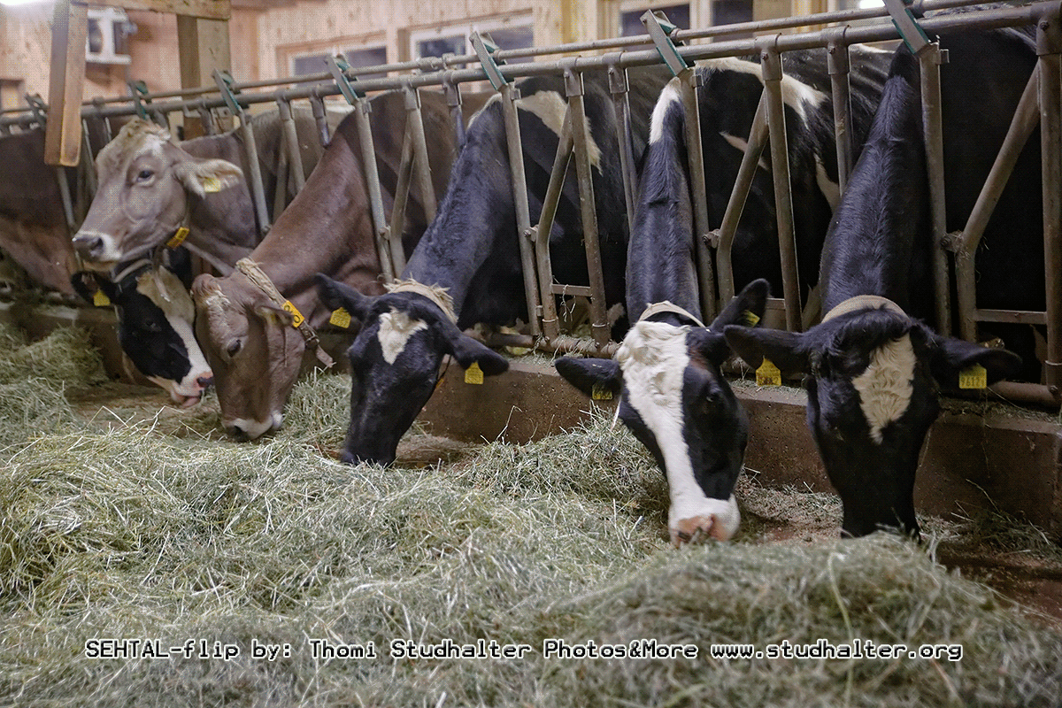 Tierisch lecker, dieses Kraftfutter…