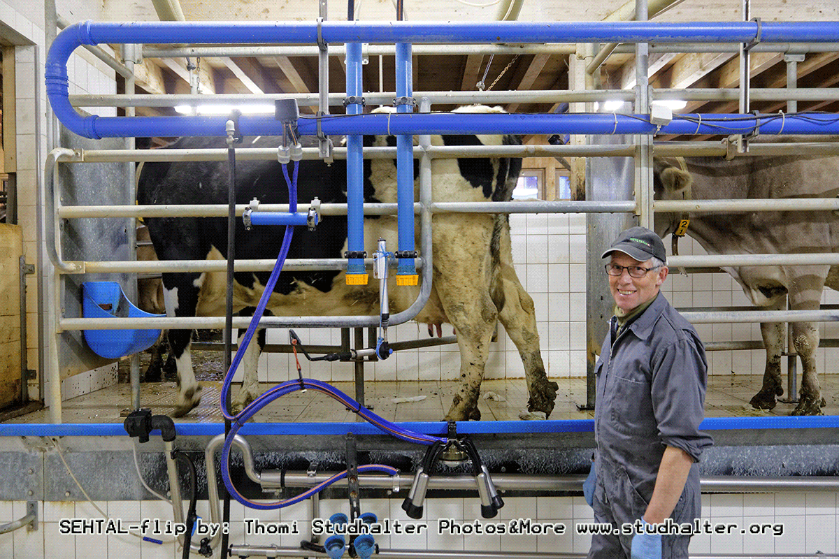 Thali Markus Senior,&nbsp;Gelfingen/LU