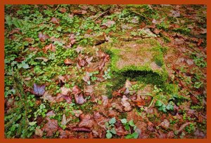 SULZ/LU 02. JANUAR 2015 - FEATURES SULZER WALD: Sulzer Wald auf dem Lindenberg vor dem grossen Schneefall.