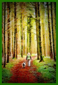 SULZ/LU 03. JANUAR 2015 - SPAZIERGANG MIT ZWERGGEISS IM SULZER WALD.