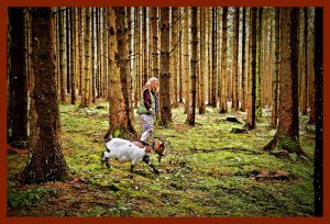 SULZ/LU 03. JANUAR 2015 - SPAZIERGANG MIT ZWERGGEISS IM SULZER WALD.