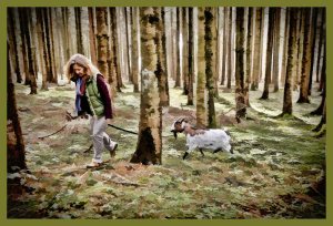 SULZ/LU 03. JANUAR 2015 - SPAZIERGANG MIT ZWERGGEISS IM SULZER WALD.