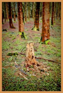 SULZ/LU 02. JANUAR 2015 - FEATURES SULZER WALD: Sulzer Wald auf dem Lindenberg vor dem grossen Schneefall.