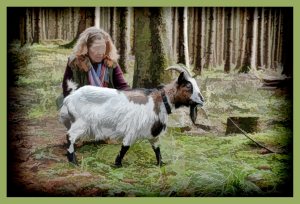 SULZ/LU 03. JANUAR 2015 - SPAZIERGANG MIT ZWERGGEISS IM SULZER WALD.