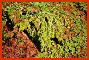 SULZ/LU 02. JANUAR 2015 - FEATURES SULZER WALD: Sulzer Wald auf dem Lindenberg vor dem grossen Schneefall.