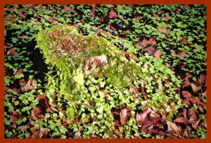 SULZ/LU 02. JANUAR 2015 - FEATURES SULZER WALD: Sulzer Wald auf dem Lindenberg vor dem grossen Schneefall.