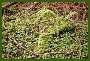 SULZ/LU 02. JANUAR 2015 - FEATURES SULZER WALD: Sulzer Wald auf dem Lindenberg vor dem grossen Schneefall.