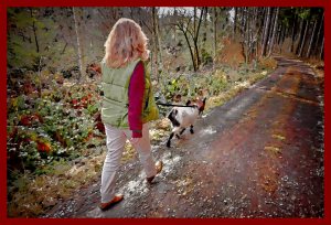 SULZ/LU 03. JANUAR 2015 - SPAZIERGANG MIT ZWERGGEISS IM SULZER WALD.