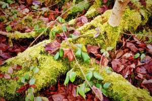 SULZ/LU 02. JANUAR 2015 - FEATURES SULZER WALD: Sulzer Wald auf dem Lindenberg vor dem grossen Schneefall.