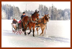 SULZ/LU 19. JANUAR 2015 - PFERDEKUTSCHE IM VERSCHNEITEN SULZER WALD: Pferdeschlitten im tief verschneiten Sulzer Wald auf dem Lindenberg.