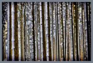 SULZ/LU 19. JANUAR 2015 - PFERDEKUTSCHE IM VERSCHNEITEN SULZER WALD: Pferdeschlitten im tief verschneiten Sulzer Wald auf dem Lindenberg.