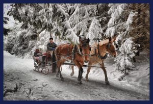 SULZ/LU 19. JANUAR 2015 - PFERDEKUTSCHE IM VERSCHNEITEN SULZER WALD: Pferdeschlitten im tief verschneiten Sulzer Wald auf dem Lindenberg.
