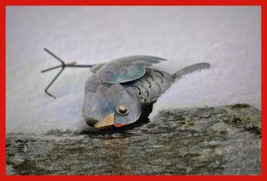 SULZ/LU 17. JANUAR 2015 - UNSER GARTEN IM SCHNEE: Features aus unserem Garten im ersten Schnee. Der Winter verzaubert die Natur.