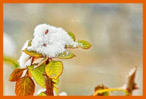 SULZ/LU 17. JANUAR 2015 - UNSER GARTEN IM SCHNEE: Features aus unserem Garten im ersten Schnee. Der Winter verzaubert die Natur.