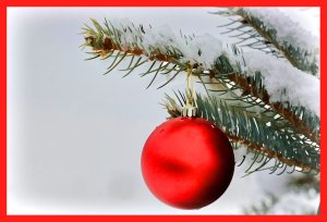 SULZ/LU 17. JANUAR 2015 - UNSER GARTEN IM SCHNEE: Features aus unserem Garten im ersten Schnee. Der Winter verzaubert die Natur.