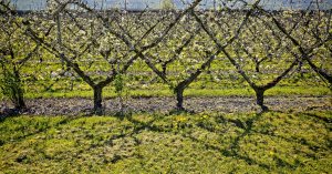 Blühende Apfelbäume einer Obstplantage in Gelfingen und Schloss Heidegg in der paradiesischen Blütezeit.