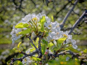 Blühende Apfelbäume einer Obstplantage in Gelfingen und Schloss Heidegg in der paradiesischen Blütezeit.