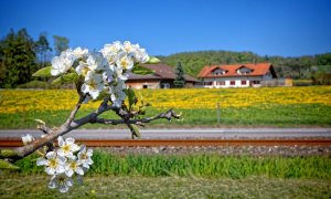 Blühende Apfelbäume einer Obstplantage in Gelfingen und Schloss Heidegg in der paradiesischen Blütezeit.