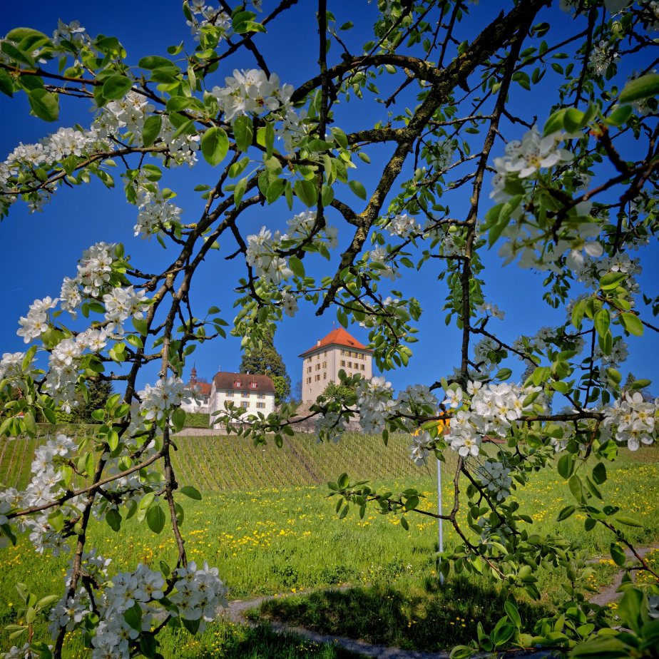 Seetal – das Blütenparadies…