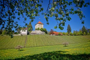 Blühende Apfelbäume einer Obstplantage in Gelfingen und Schloss Heidegg in der paradiesischen Blütezeit.