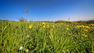 Blühende Apfelbäume einer Obstplantage in Gelfingen und Schloss Heidegg in der paradiesischen Blütezeit.