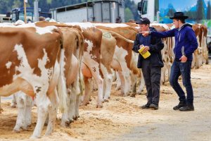 Impressionen Jubiläumsschau 125 Jahre Fleckviehzuchtverein Eichberg auf dem Areal der Landwirtschaftschule BBZN Hohenrain.