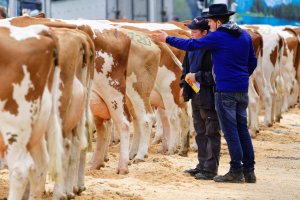 Impressionen Jubiläumsschau 125 Jahre Fleckviehzuchtverein Eichberg auf dem Areal der Landwirtschaftschule BBZN Hohenrain.
