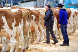 Impressionen Jubiläumsschau 125 Jahre Fleckviehzuchtverein Eichberg auf dem Areal der Landwirtschaftschule BBZN Hohenrain.