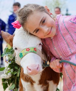 Impressionen Jubiläumsschau 125 Jahre Fleckviehzuchtverein Eichberg auf dem Areal der Landwirtschaftschule BBZN Hohenrain.