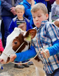 Impressionen Jubiläumsschau 125 Jahre Fleckviehzuchtverein Eichberg auf dem Areal der Landwirtschaftschule BBZN Hohenrain.