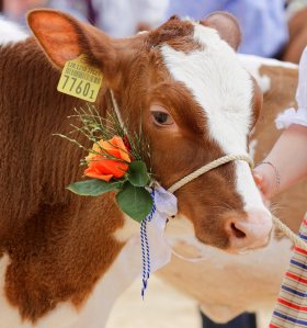 Impressionen Jubiläumsschau 125 Jahre Fleckviehzuchtverein Eichberg auf dem Areal der Landwirtschaftschule BBZN Hohenrain.