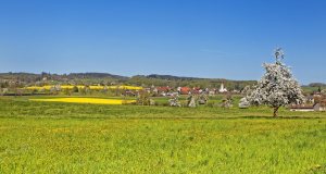 Blick auf Kleinwangen mitten in der Fruehlingsbluete. Foto zu Projekt Sehtal (Luzerner Seetal).