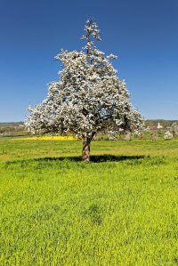 Blick auf Kleinwangen mitten in der Fruehlingsbluete. Foto zu Projekt Sehtal (Luzerner Seetal).