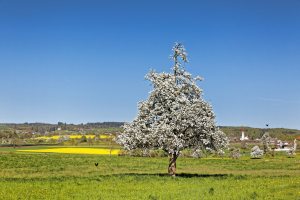 Blick auf Kleinwangen mitten in der Fruehlingsbluete. Foto zu Projekt Sehtal (Luzerner Seetal).