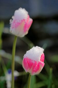 Wintereinbruch mitten im Frühling: Ein paar Tage zuvor noch sommerliche Temperaturen, dann am Wochenende Frost und Schneefall. Impressionen aus unserem verschneiten Garten.