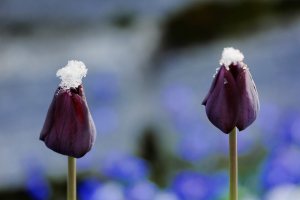 Wintereinbruch mitten im Frühling: Ein paar Tage zuvor noch sommerliche Temperaturen, dann am Wochenende Frost und Schneefall. Impressionen aus unserem verschneiten Garten.