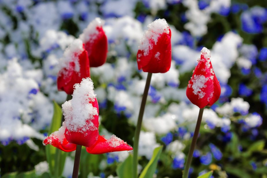 Frühling 2016: Schockgefrorene&nbsp;Blüten…