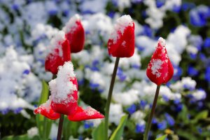 Wintereinbruch mitten im Frühling: Ein paar Tage zuvor noch sommerliche Temperaturen, dann am Wochenende Frost und Schneefall. Impressionen aus unserem verschneiten Garten.