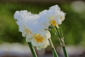 Wintereinbruch mitten im Frühling: Ein paar Tage zuvor noch sommerliche Temperaturen, dann am Wochenende Frost und Schneefall. Impressionen aus unserem verschneiten Garten.
