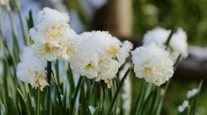 Wintereinbruch mitten im Frühling: Ein paar Tage zuvor noch sommerliche Temperaturen, dann am Wochenende Frost und Schneefall. Impressionen aus unserem verschneiten Garten.