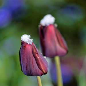 Wintereinbruch mitten im Frühling: Ein paar Tage zuvor noch sommerliche Temperaturen, dann am Wochenende Frost und Schneefall. Impressionen aus unserem verschneiten Garten.
