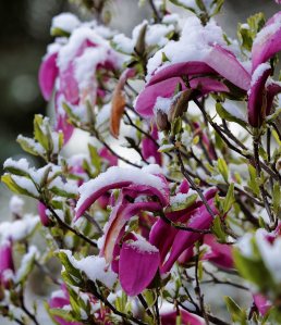 Wintereinbruch mitten im Frühling: Ein paar Tage zuvor noch sommerliche Temperaturen, dann am Wochenende Frost und Schneefall. Impressionen aus unserem verschneiten Garten.