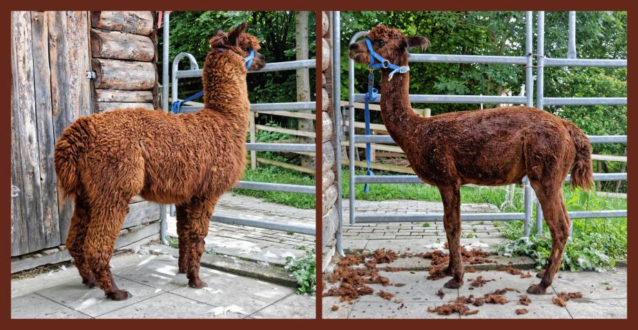 Endlich Sommer – Alpakas&nbsp;geschoren