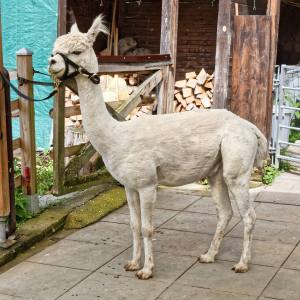 Franz Kottmann befreit die Alpakas Cruzero (braun) und Cayo (weiss) von ihrem dichten Fell.