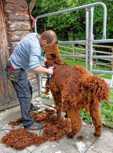 Franz Kottmann befreit die Alpakas Cruzero (braun) und Cayo (weiss) von ihrem dichten Fell.