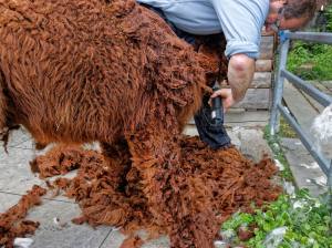 Franz Kottmann befreit die Alpakas Cruzero (braun) und Cayo (weiss) von ihrem dichten Fell.