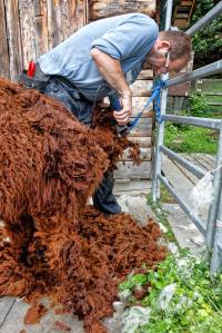Franz Kottmann befreit die Alpakas Cruzero (braun) und Cayo (weiss) von ihrem dichten Fell.
