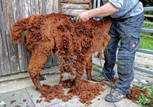 Franz Kottmann befreit die Alpakas Cruzero (braun) und Cayo (weiss) von ihrem dichten Fell.