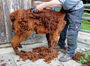 Franz Kottmann befreit die Alpakas Cruzero (braun) und Cayo (weiss) von ihrem dichten Fell.