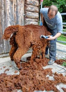 Franz Kottmann befreit die Alpakas Cruzero (braun) und Cayo (weiss) von ihrem dichten Fell.